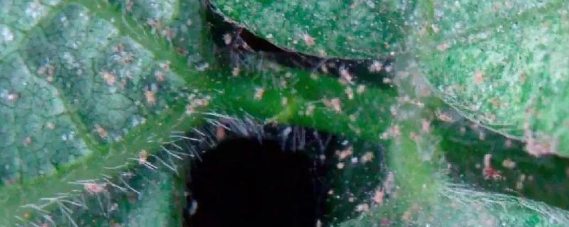 茶黄螨的克星土方法，茶黄螨危害什么作物