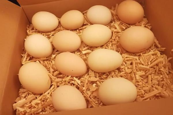 在家如何孵小鸡,孵小鸡需要多少天