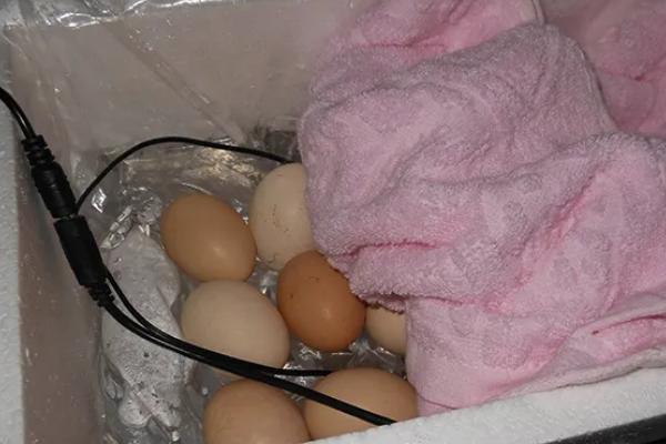 在家如何孵小鸡,孵小鸡需要多少天