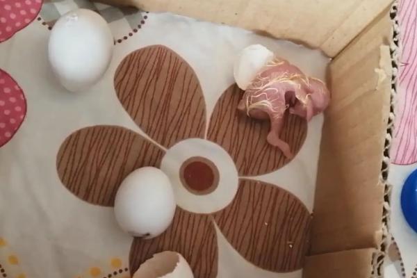 在家如何孵小鸡,孵小鸡需要多少天