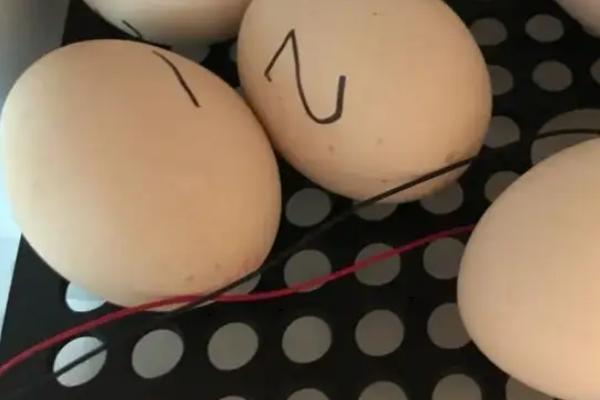 在家如何孵小鸡,孵小鸡需要多少天