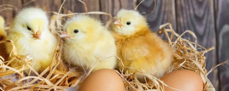 小鸡喂什么，小鸡保温需要多久脱温