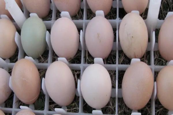 在家如何孵小鸡,孵小鸡需要多少天