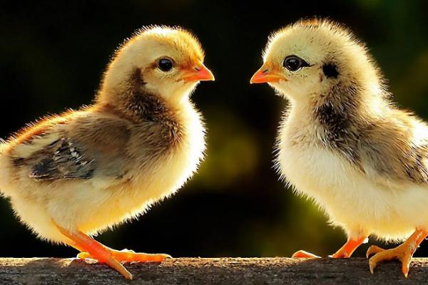 小鸡喂什么,小鸡保温需要多久脱温