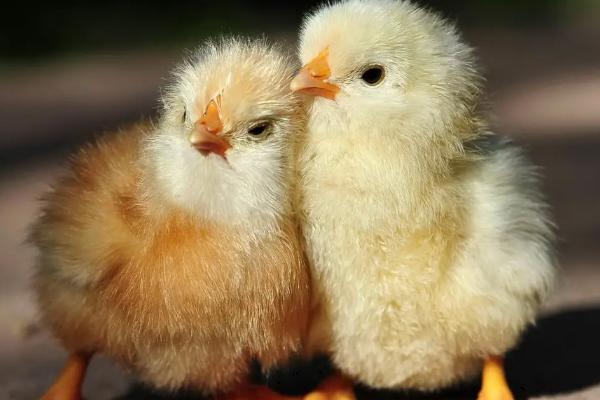小鸡喂什么,小鸡保温需要多久脱温