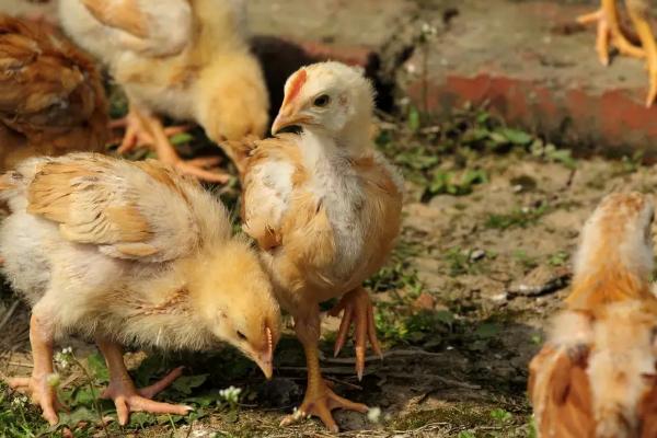 小鸡喂什么,小鸡保温需要多久脱温