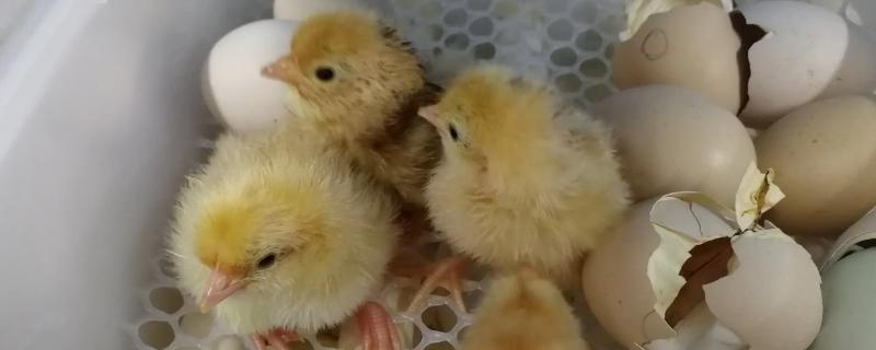 出壳小鸡要保温几天，夏天出壳的小鸡需要保温吗