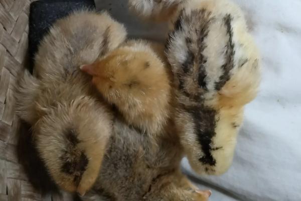 出壳小鸡要保温几天，夏天出壳的小鸡需要保温吗