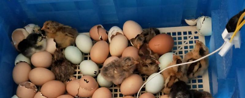 在家如何孵小鸡,孵小鸡需要多少天