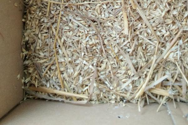 在家如何孵小鸡,孵小鸡需要多少天