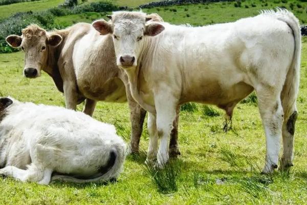 牛发情一般多少天，牛发情的症状