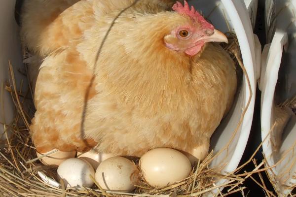 母鸡为什么吃自己下的蛋，母鸡每天都会下蛋吗