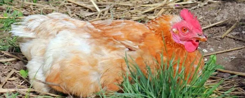 母鸡为什么吃自己下的蛋,母鸡每天都会下蛋吗