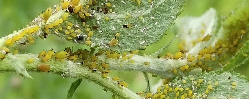 氟啶虫酰胺联苯菊酯治什么虫，附使用方法和注意事项