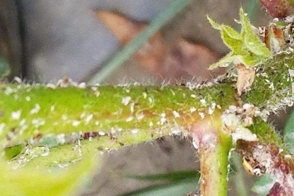 氟啶虫酰胺联苯菊酯治什么虫，附使用方法和注意事项