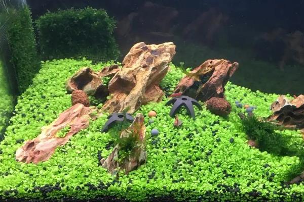 在家怎么养淡水虾