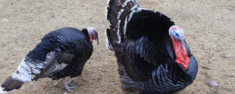 火鸡为什么不能一公一母，火鸡和普通的鸡有什么区别