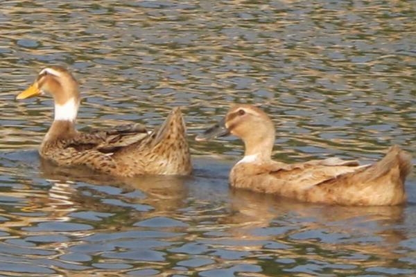 生蛋的鸭叫什么鸭，鸭子下蛋前有什么征兆