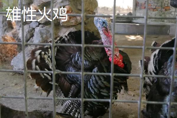 火鸡为什么不能一公一母,火鸡和普通的鸡有什么区别
