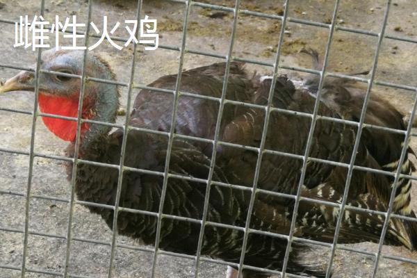 火鸡为什么不能一公一母,火鸡和普通的鸡有什么区别
