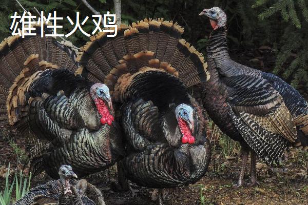 火鸡为什么不能一公一母,火鸡和普通的鸡有什么区别