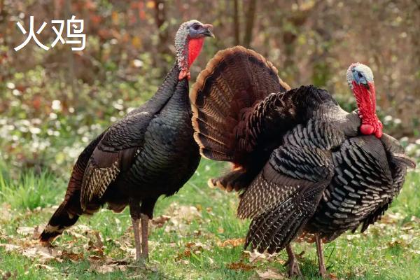 火鸡为什么不能一公一母,火鸡和普通的鸡有什么区别