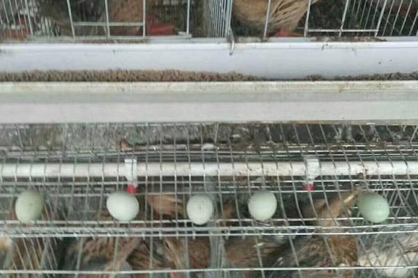 生蛋的鸭叫什么鸭，鸭子下蛋前有什么征兆