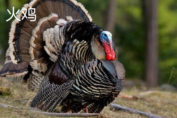 火鸡为什么不能一公一母,火鸡和普通的鸡有什么区别
