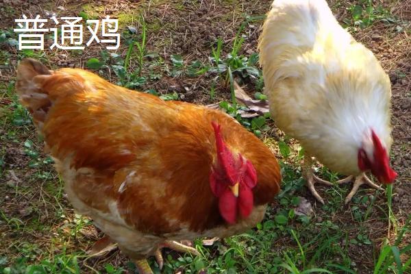 火鸡为什么不能一公一母,火鸡和普通的鸡有什么区别