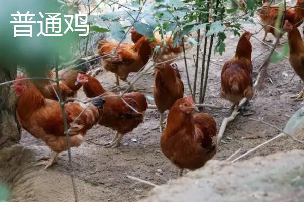 火鸡为什么不能一公一母,火鸡和普通的鸡有什么区别