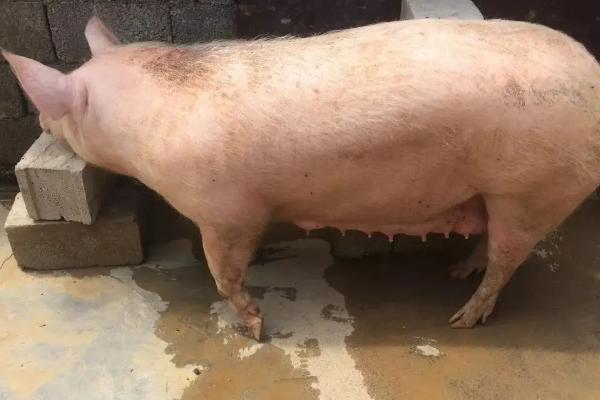 母猪的妊娠期是多少天