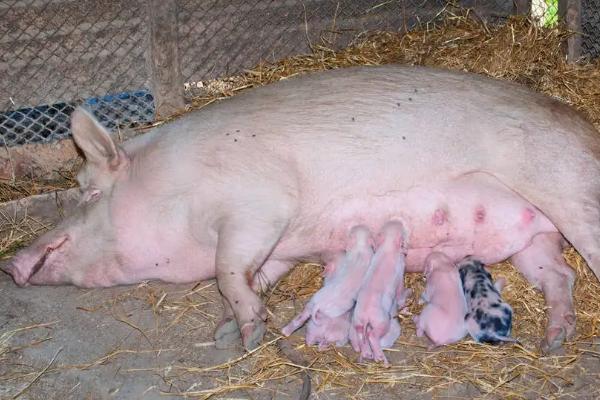 母猪的妊娠期是多少天