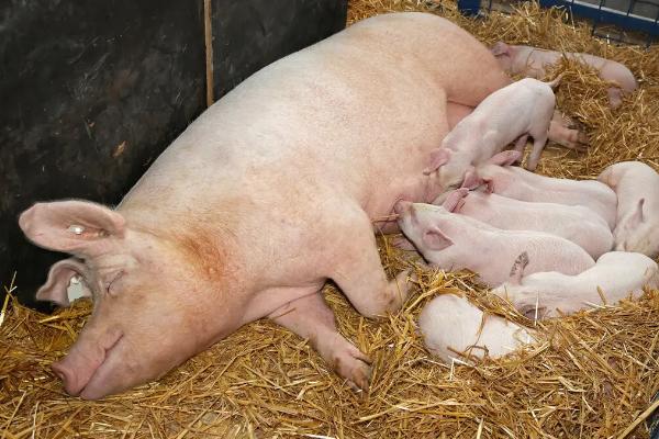 母猪的妊娠期是多少天