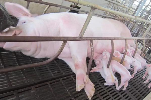 母猪的妊娠期是多少天