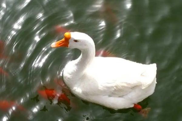 大鹅的祖先是天鹅吗