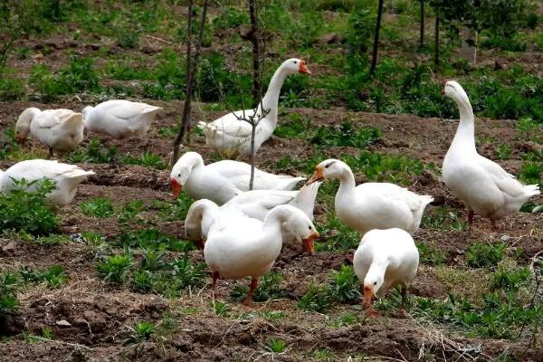 大鹅的祖先是天鹅吗