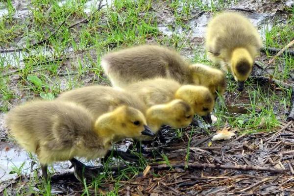 小鹅甩头又吐水怎么办，鹅瘟的症状