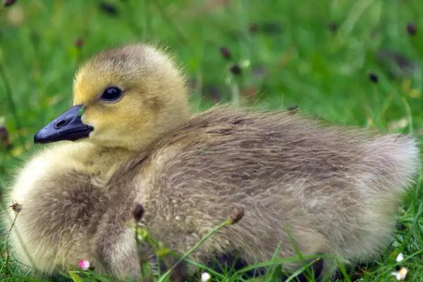 小鹅甩头又吐水怎么办，鹅瘟的症状
