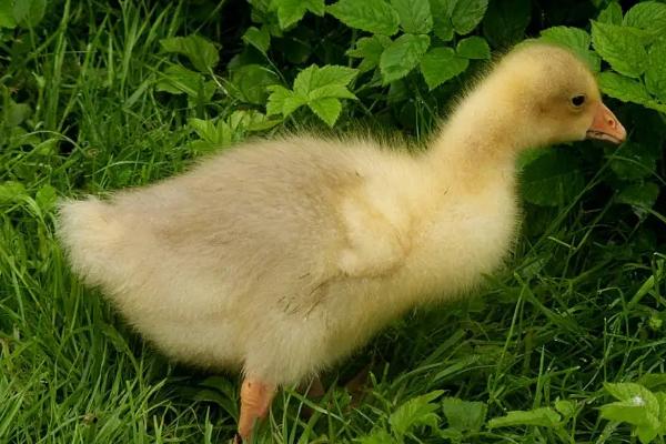 小鹅甩头又吐水怎么办，鹅瘟的症状