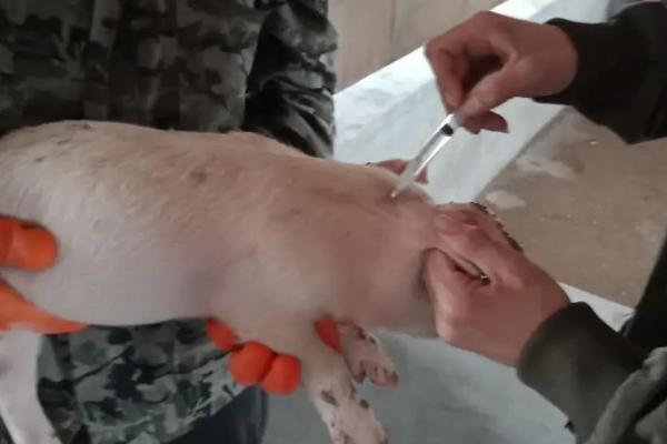 副猪嗜血杆菌首选用药