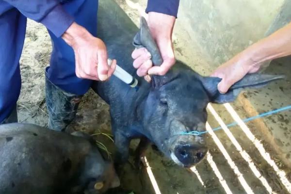 副猪嗜血杆菌首选用药