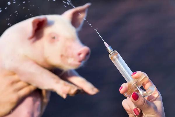 副猪嗜血杆菌首选用药