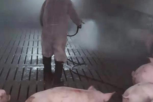 副猪嗜血杆菌首选用药