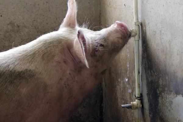 副猪嗜血杆菌首选用药