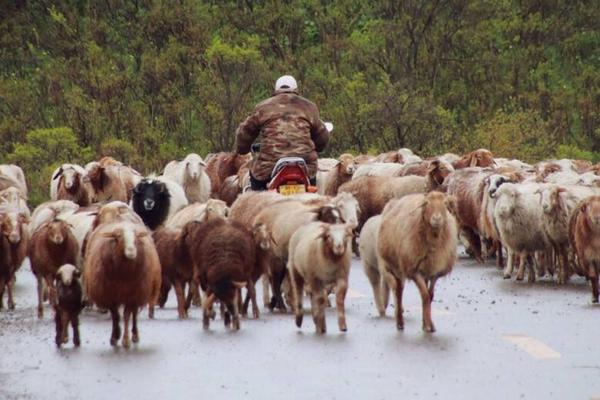 驱赶羊的好方法