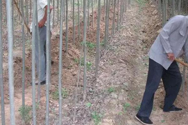 什么杨树适合养殖知了猴