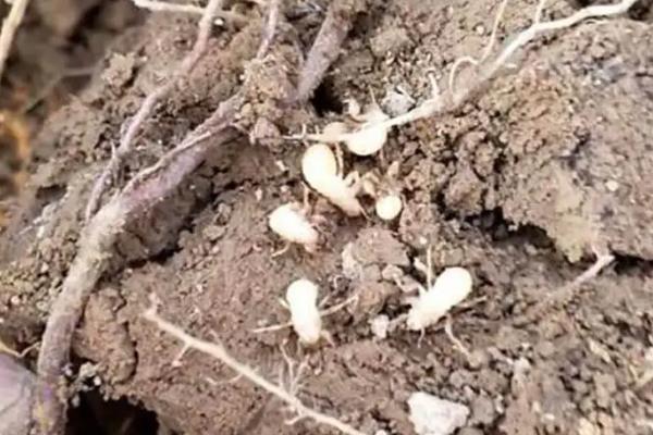 什么杨树适合养殖知了猴