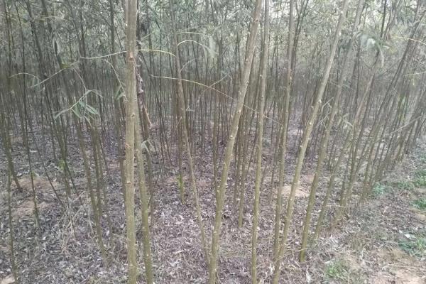 什么杨树适合养殖知了猴