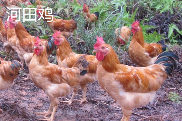 河田鸡和普通鸡的区别