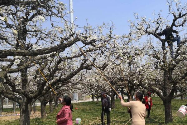 梨树液体授粉的具体方法